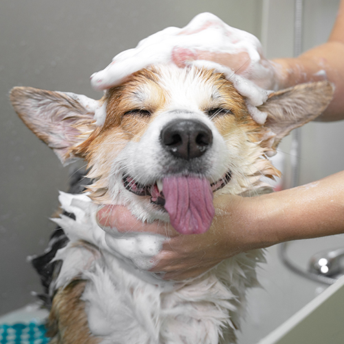 犬の皮膚病・アレルギーケアに完全無添加動物・ペットシャンプー