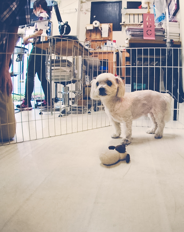 京都の犬猫ペットホテルと保育園について🐾 DOGアイドル 🐾