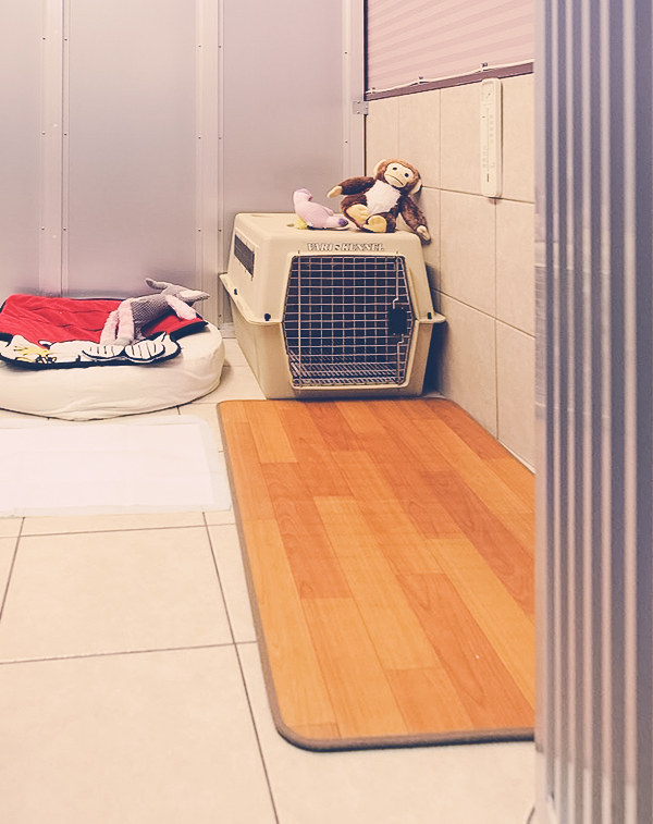 京都の犬猫ペットホテルと保育園について🐾 DOGアイドル 🐾