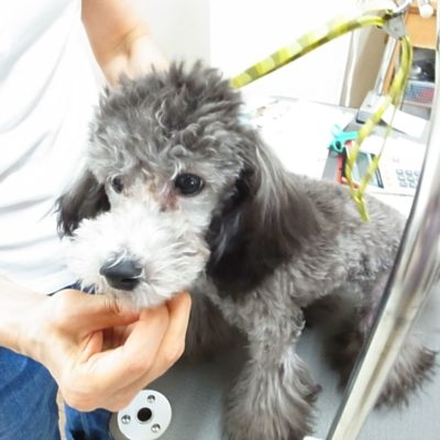 🐾 DOGアイドル 🐾への採用情報