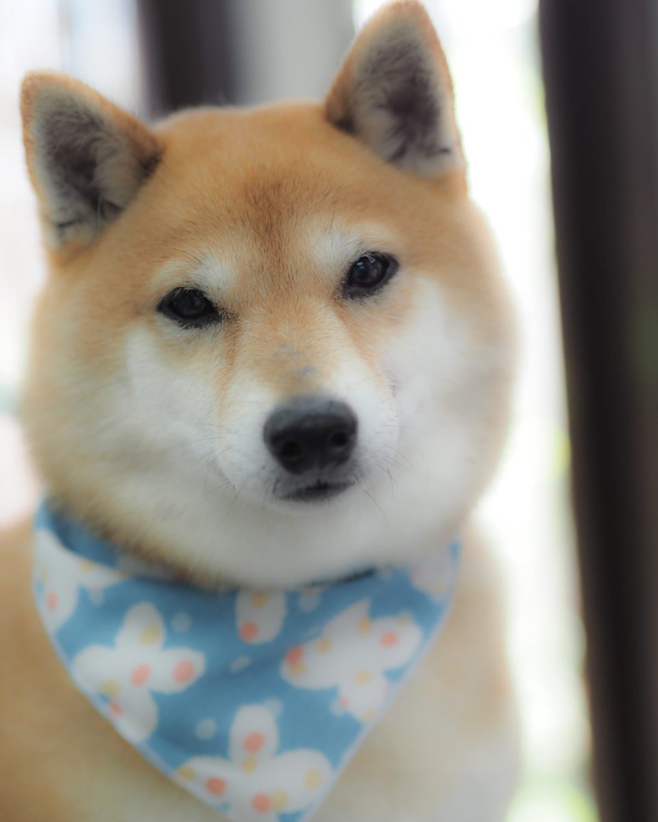 柴犬 京都の犬猫トリミング ペットホテル ペットグッズ Dogアイドル