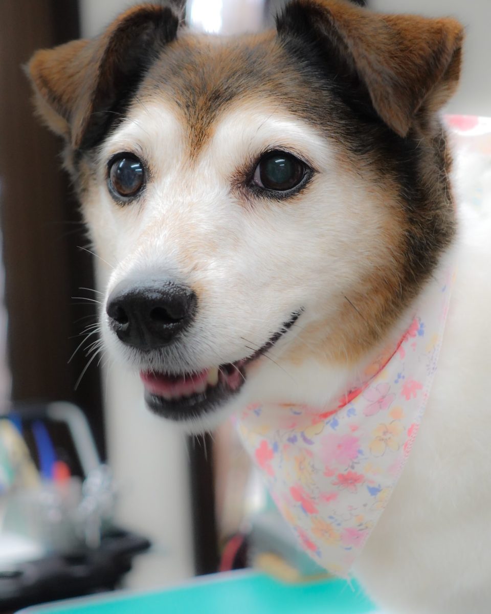 ジャックラッセルテリア 京都の犬猫トリミング ペットホテル ペットグッズ Dogアイドル