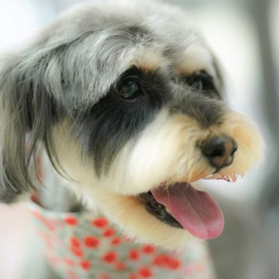 シュナウザーのトリミング